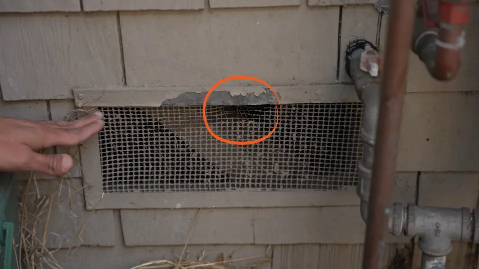 Rodent Droppings Identification in Pantry